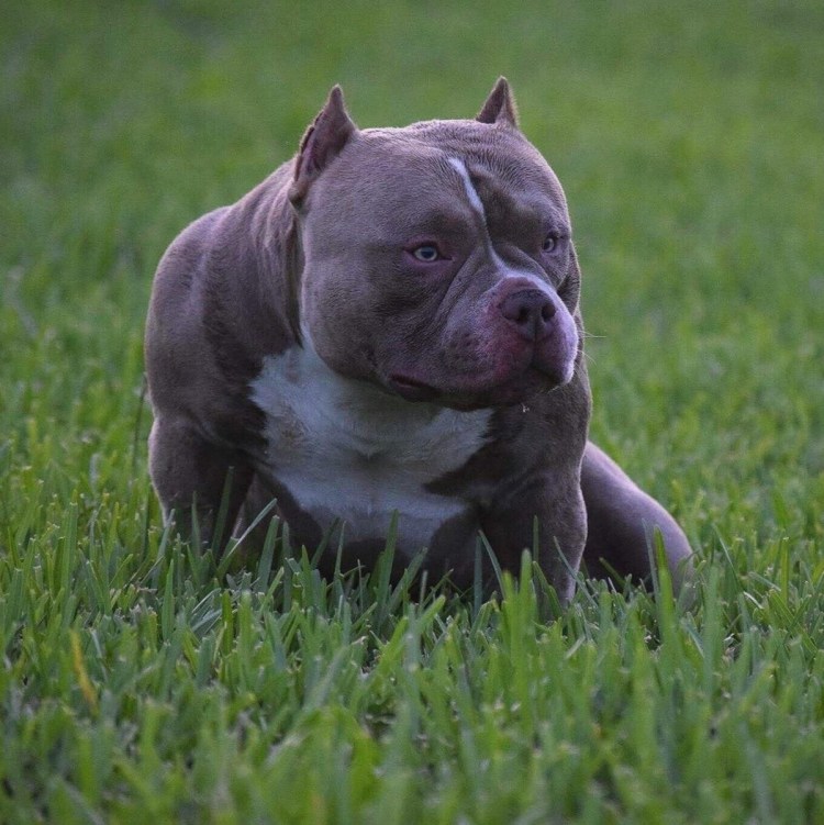 Порода собак булли