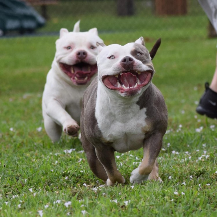 Порода собак булли