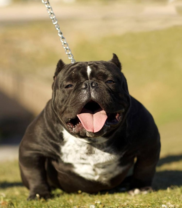 Американский булли покет