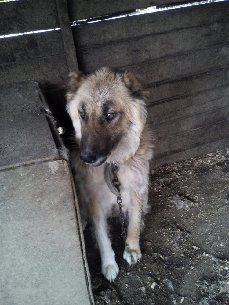 Метис овчарки и алабая