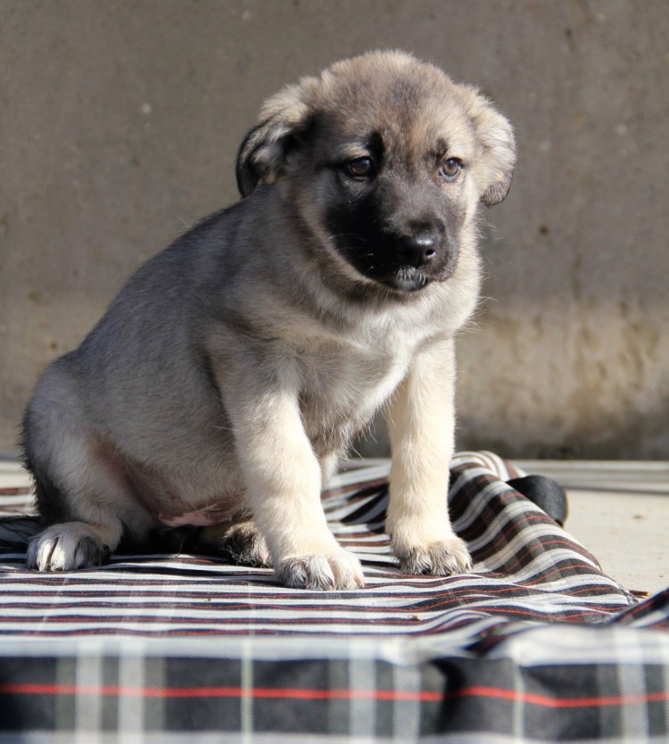 Щенки помесь кавказской овчарки