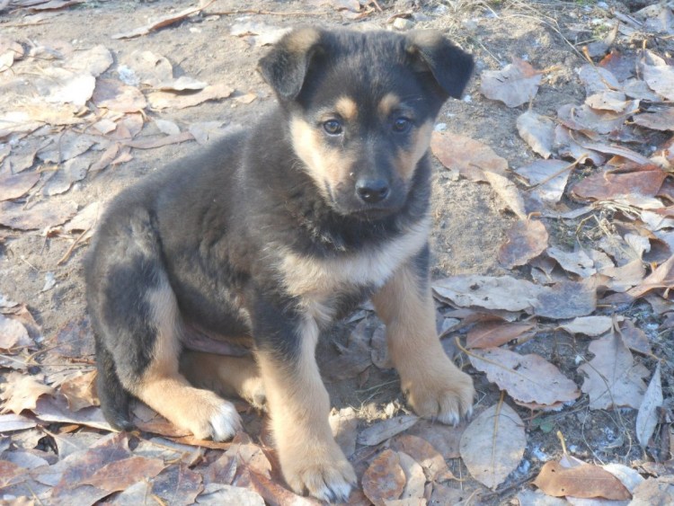 Метис лайки и дворняги