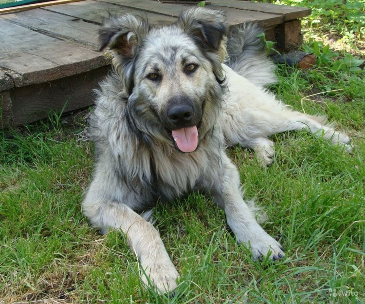 Кавказская овчарка метис дворняжки