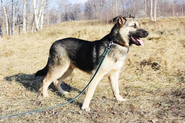 Кавказская овчарка Деметра