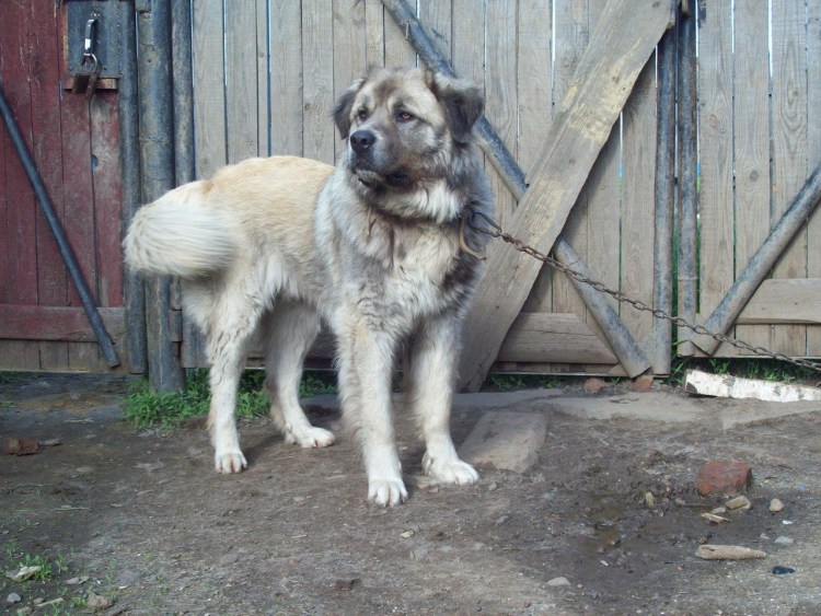 Кавказская овчарка помесь с лайкой