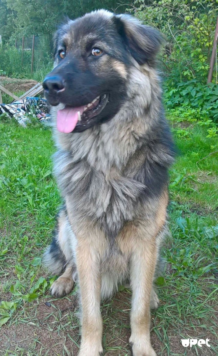 Помесь кавказской овчарки с дворнягой