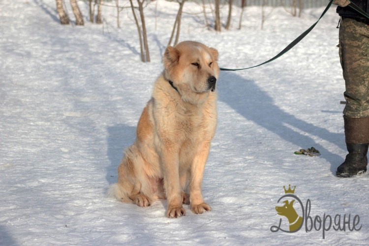 Метис овчарки дворовой