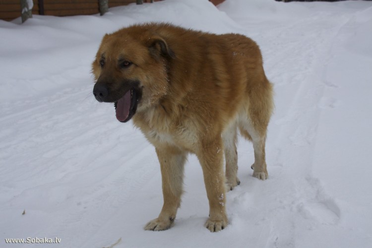 Метис овчарки и дворняги щенок 3 месяца