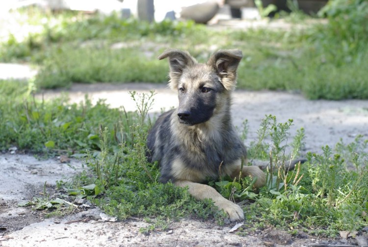 Помесь ретривера и кавказской овчарки