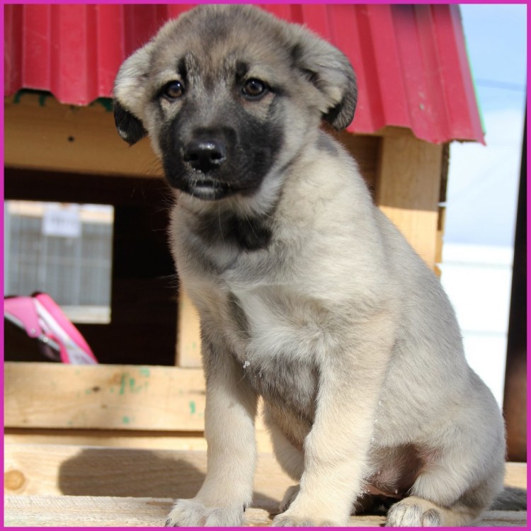 Восточно европейская овчарка дворняга