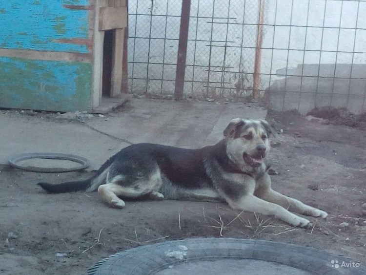 Метис кавказской овчарки