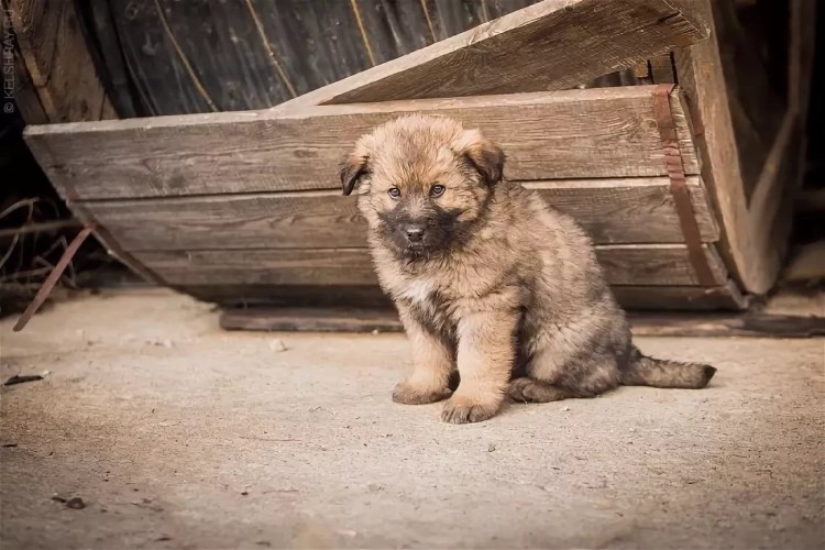 Кавказская овчарка метис дворняжки