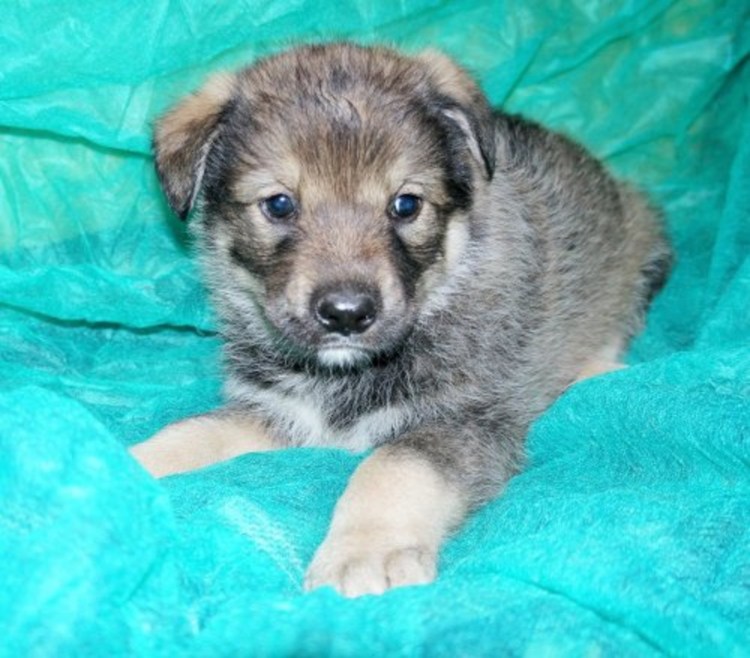 Помесь кавказской овчарки