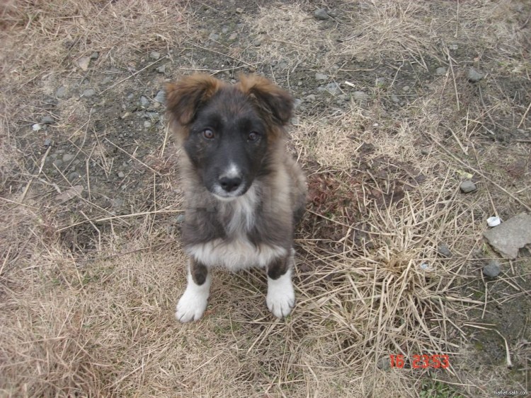 Кавказская овчарка и алабай помесь