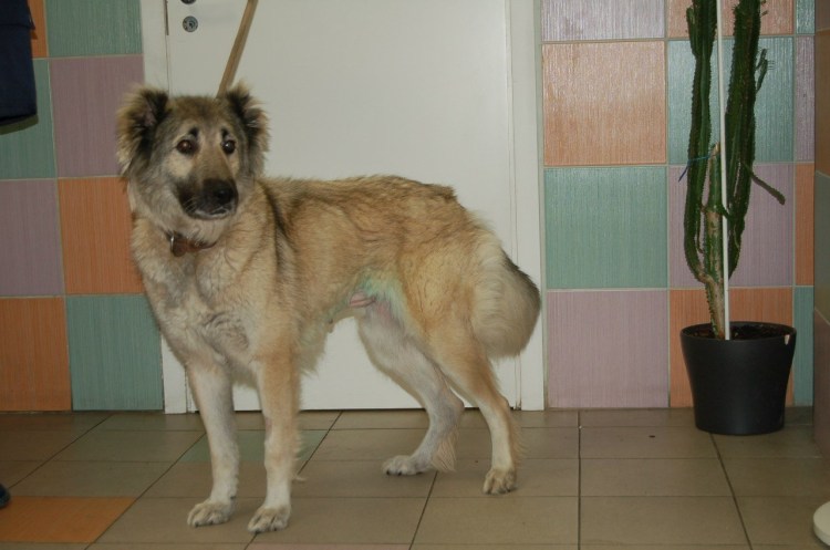 Метис кавказской овчарки и лайки