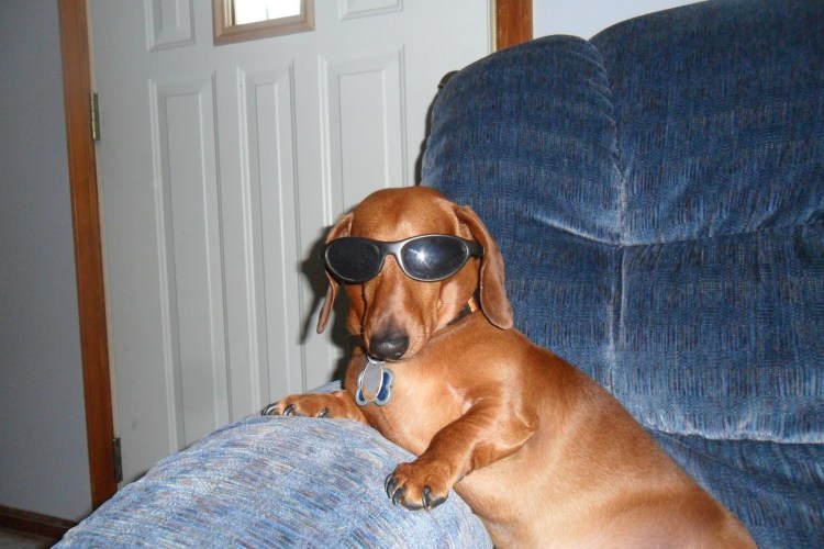 Глупая такса