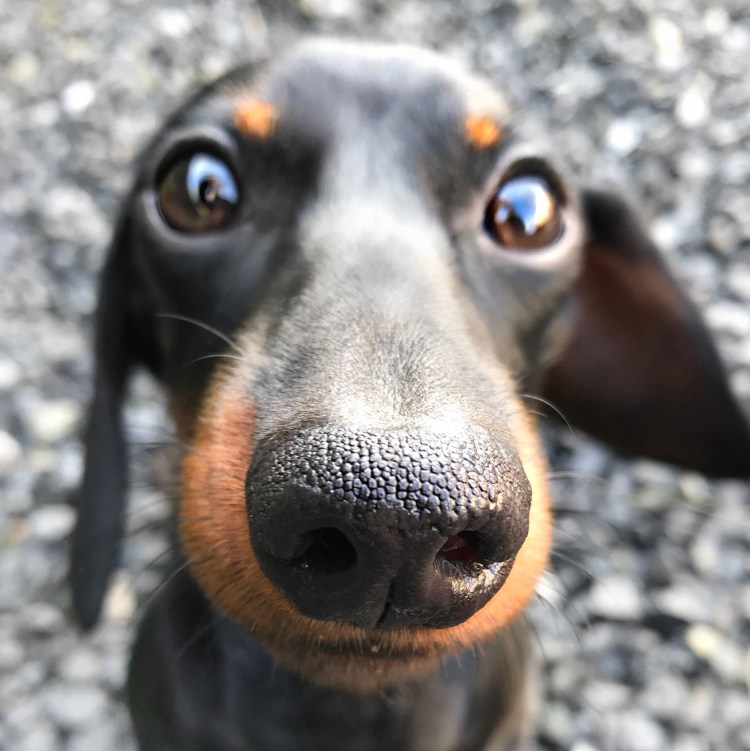 Накаченная такса