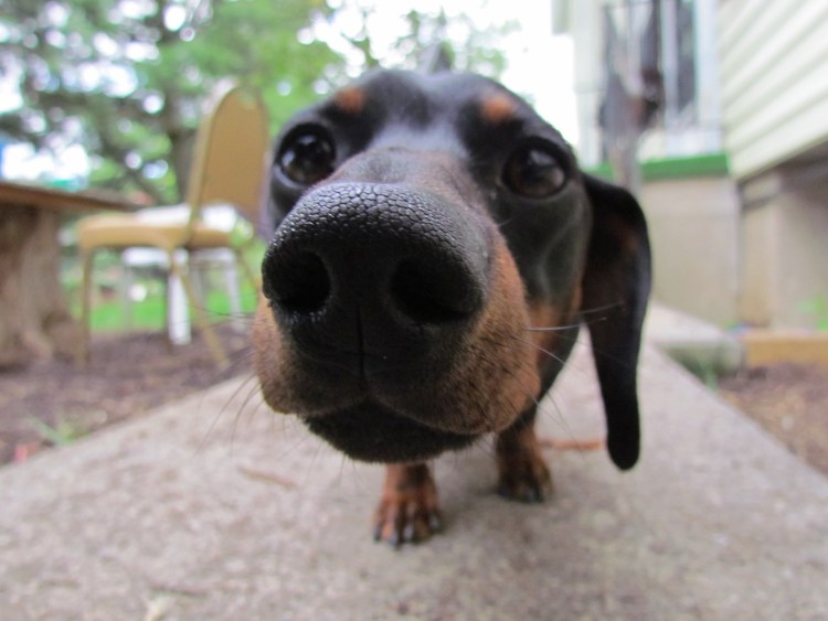 Такса улыбается