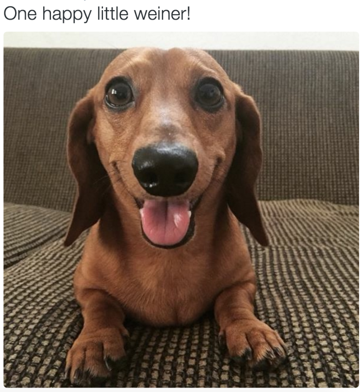 Такса черная толстая