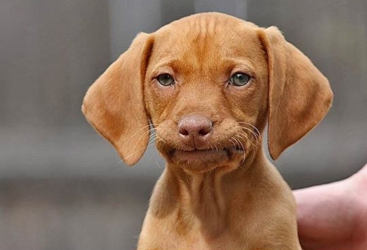 Такса улыбается