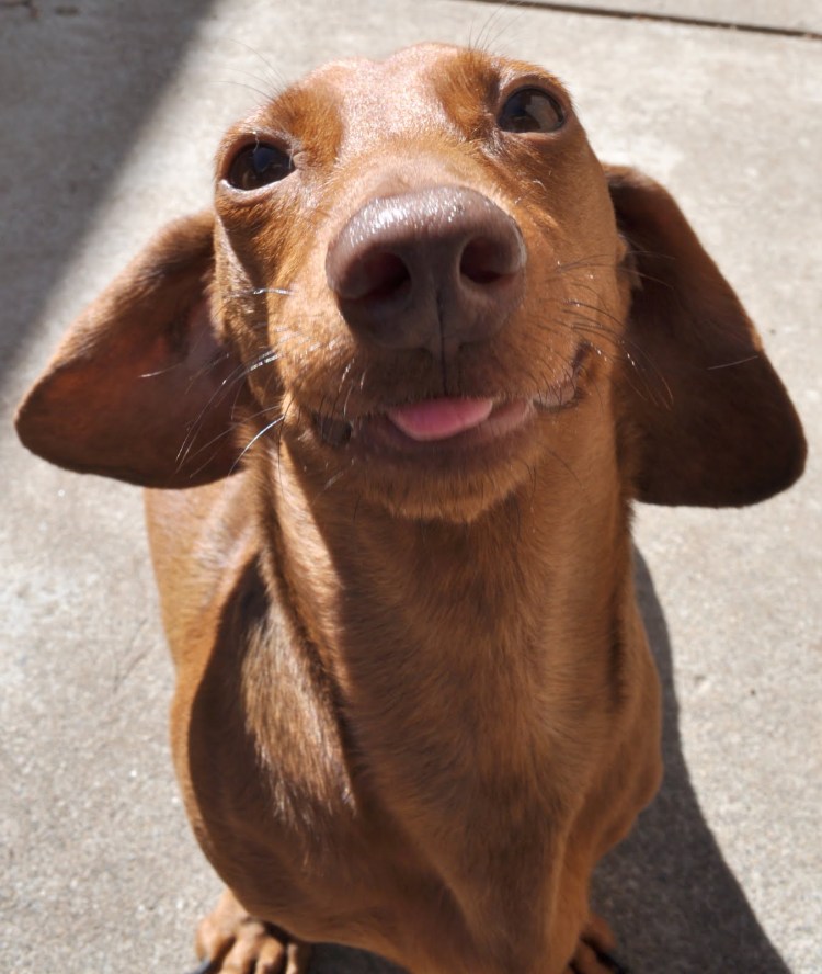 Такса на руках