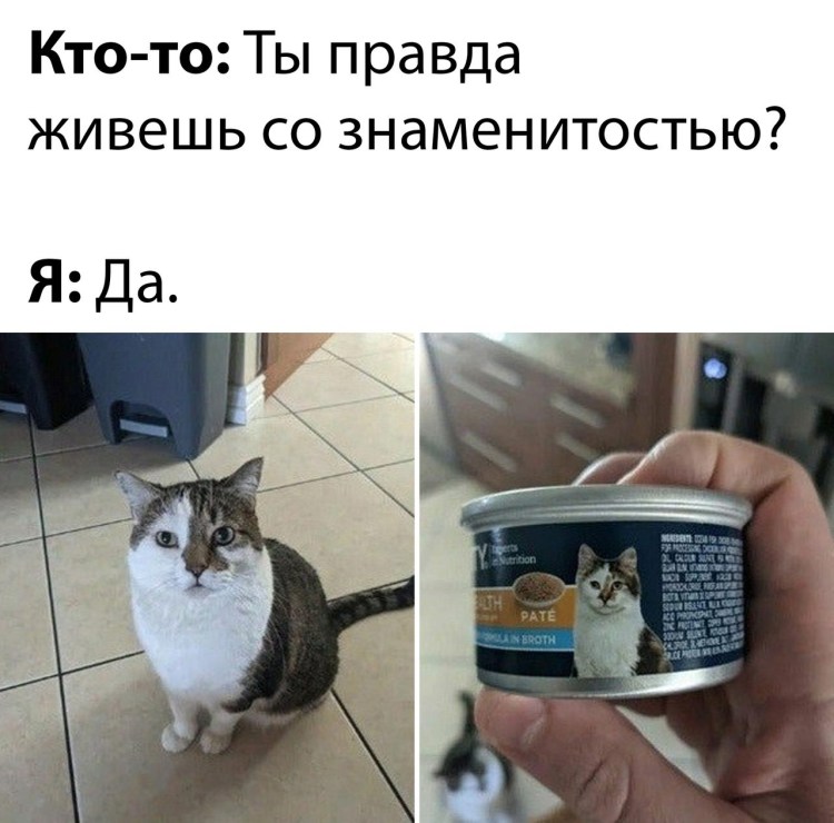 Такса собака