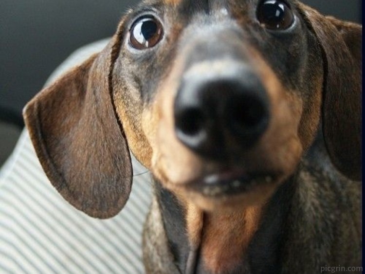 Забавные селфи животных