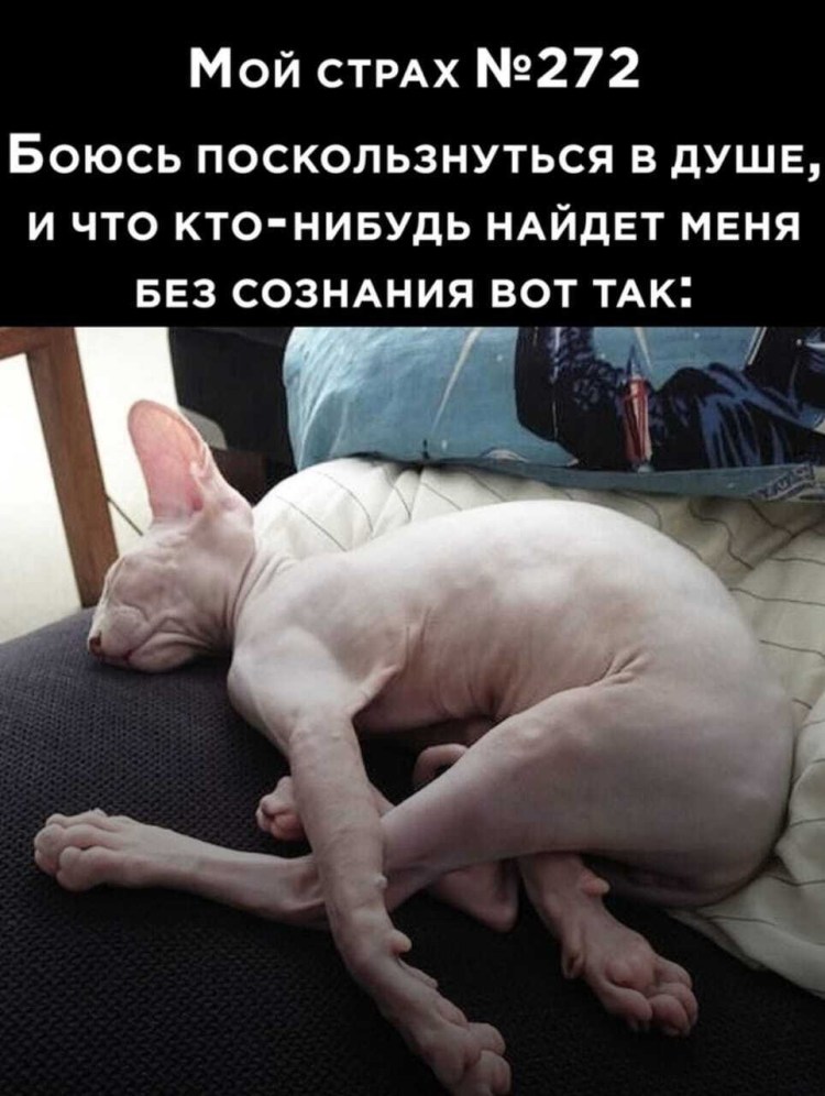 Голубоглазая такса