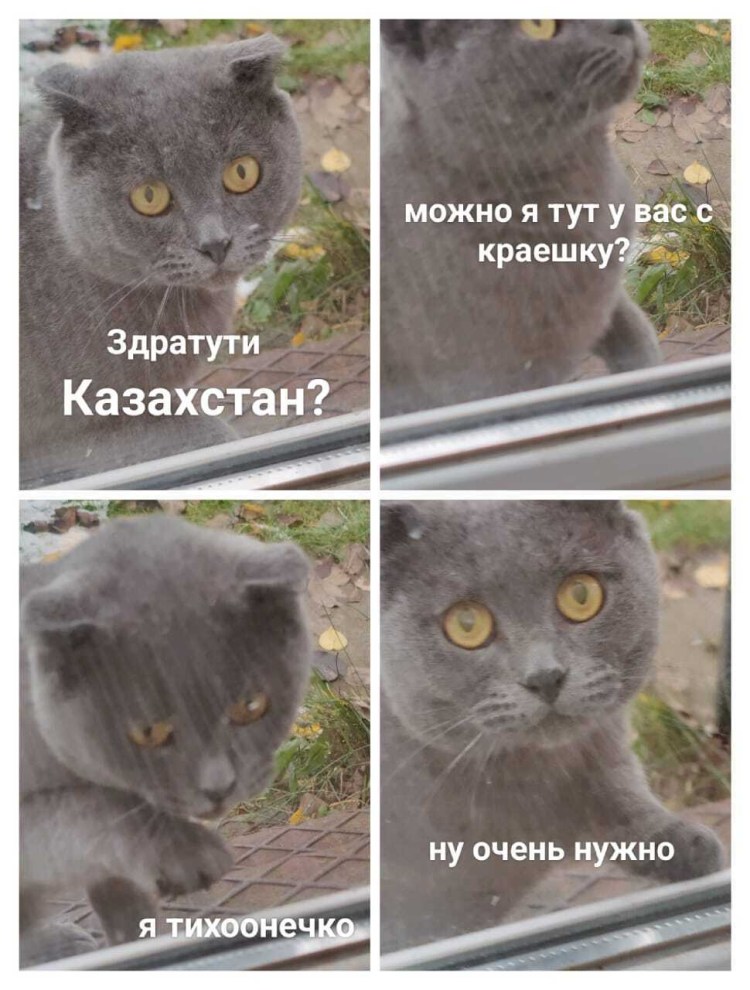 Мордочка таксы