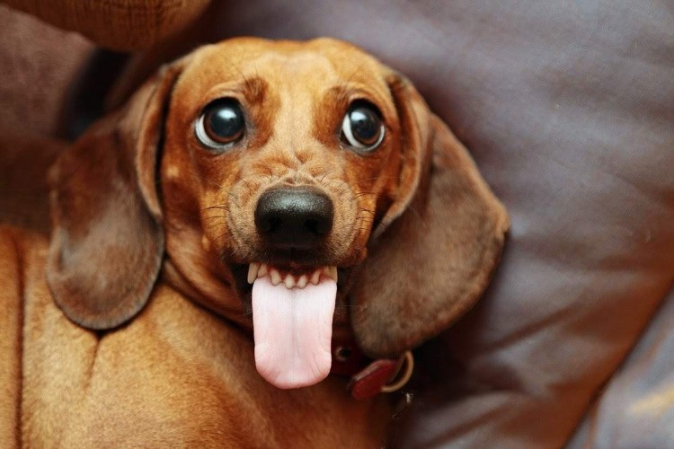 Такса улыбается