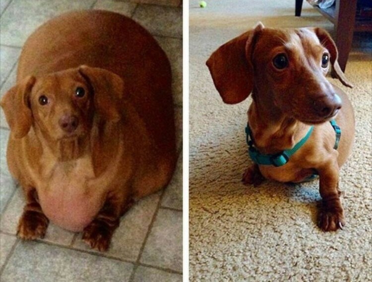 Тупая такса