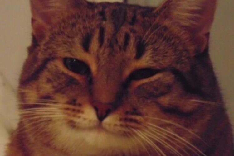 Самые толстые собаки