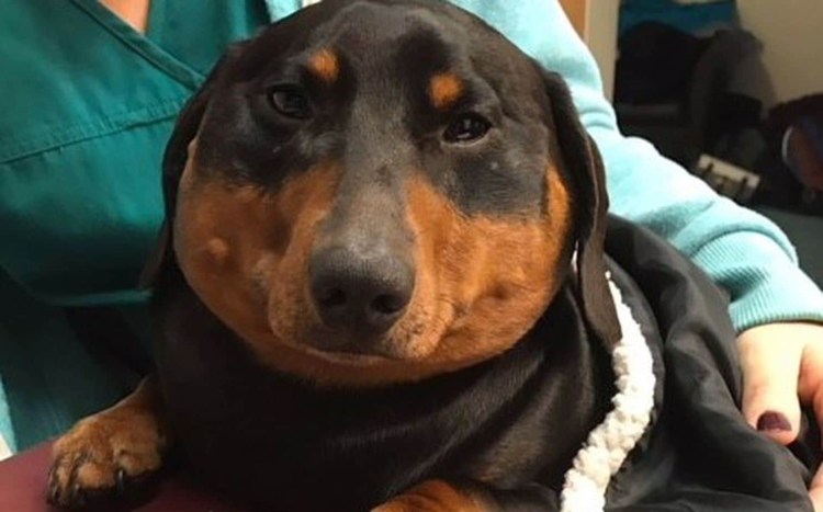 Такса улыбается