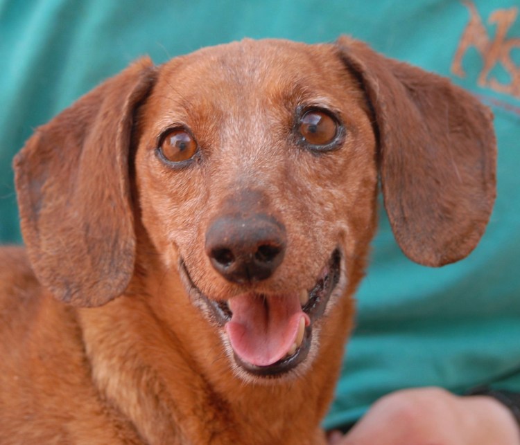 Такса и дог