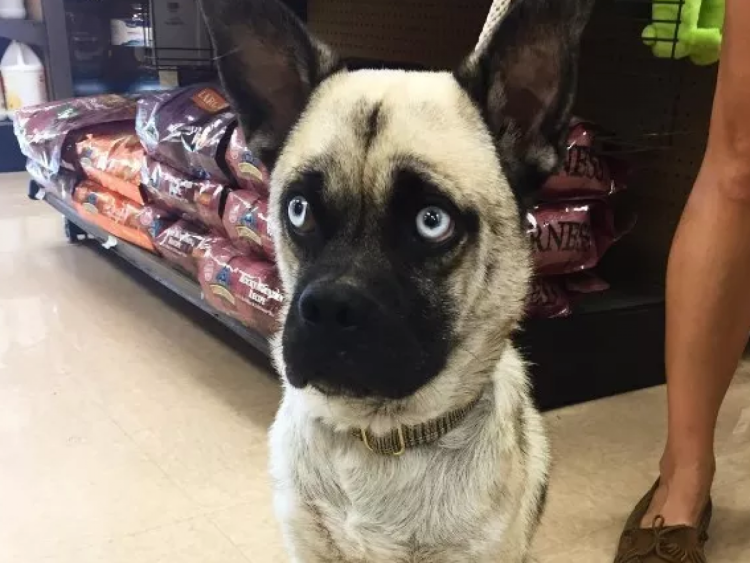 Метис алабая и шарпея