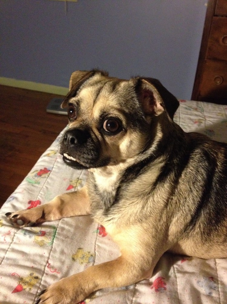 Французский бульдог и Бигль помесь