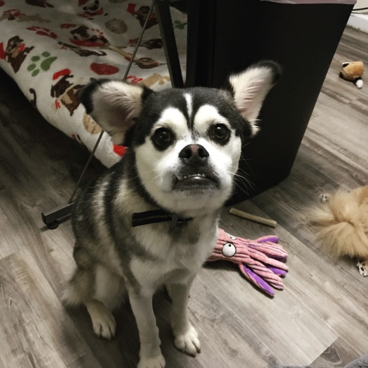 Метис корги и МОПСА