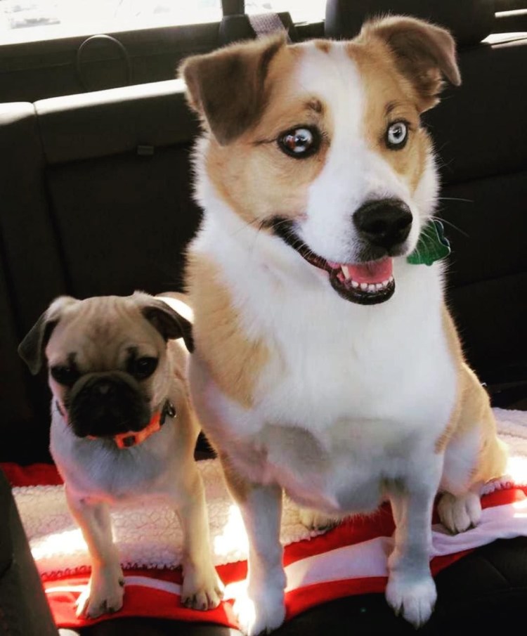 Мопс скрещенный с хаски