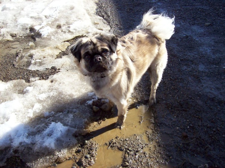 Помесь чихуа и МОПСА