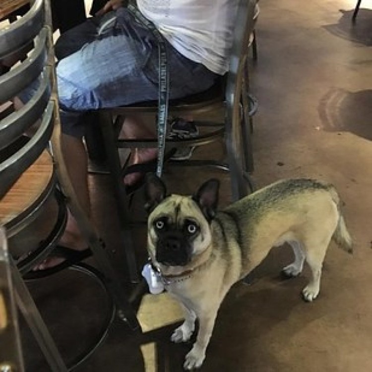 Мопс и лайка