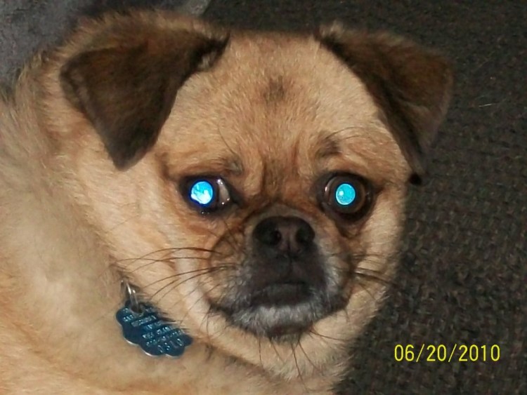 Puggle порода собак