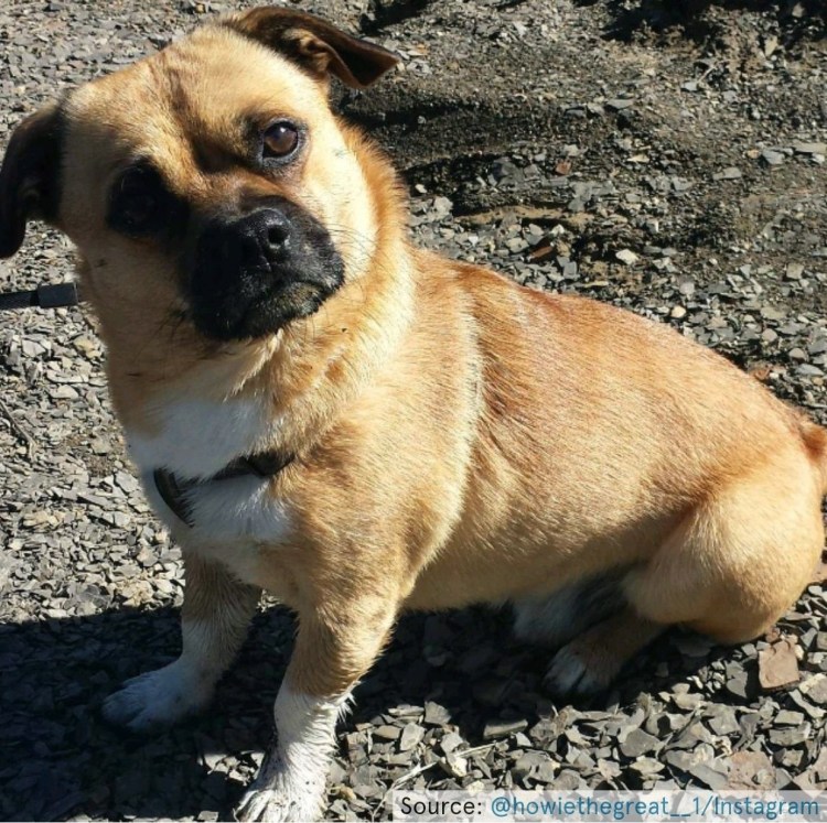 Хаски и французский бульдог