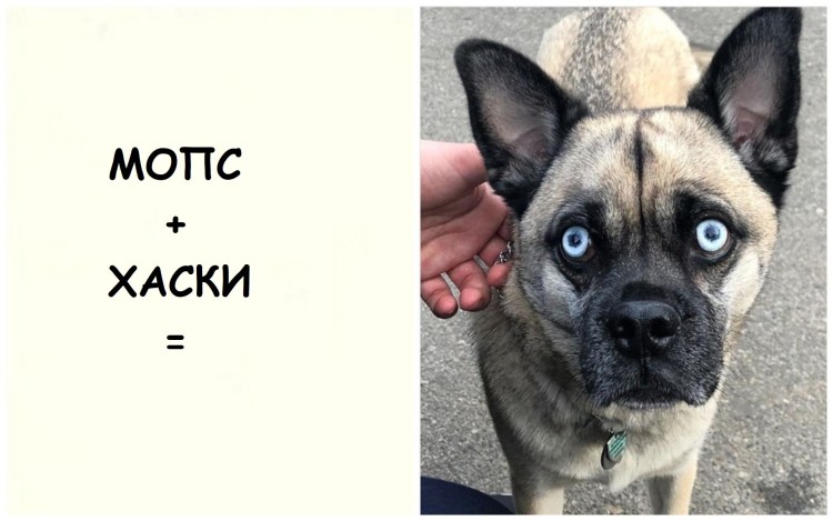 Метис МОПСА И хаски