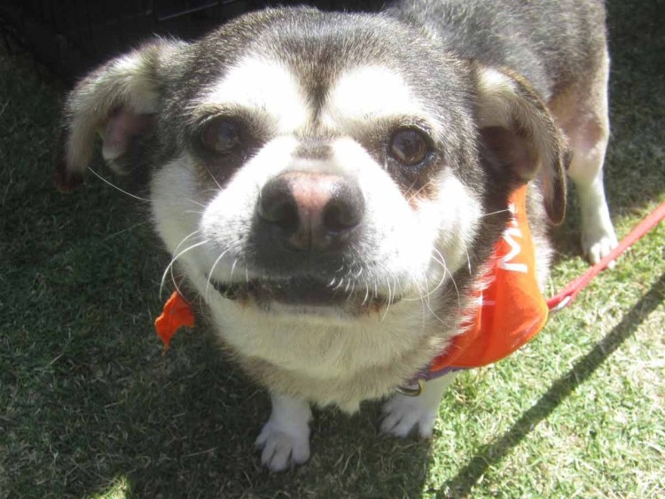 Метис корги и МОПСА