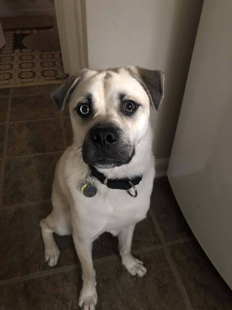 Мопс и хаски