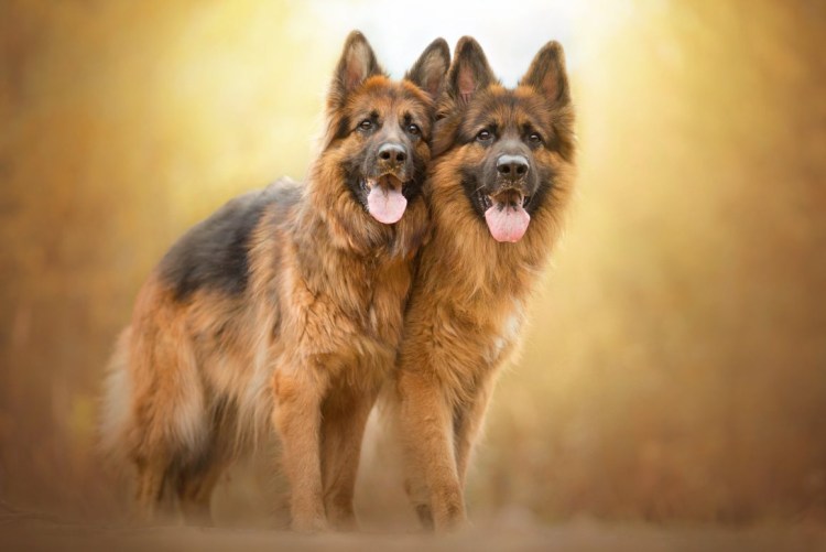 Гарафиано собака