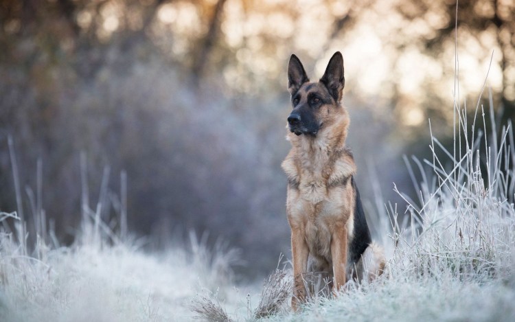Метис колли и овчарки