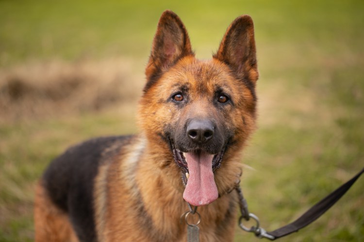 Волкособ пастушья