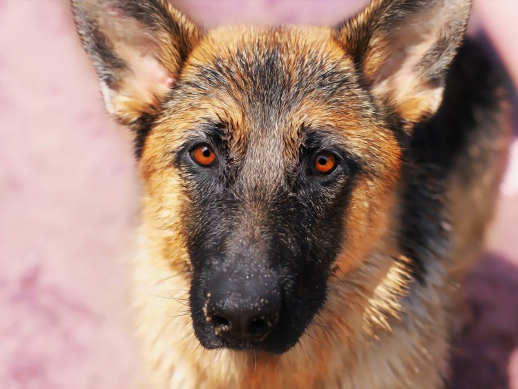 Тундровая овчарка