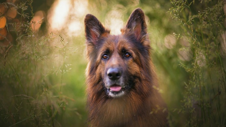 Харцер Фукс